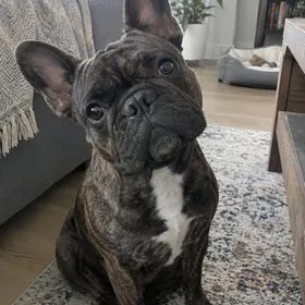 The French bulldog photo we started from